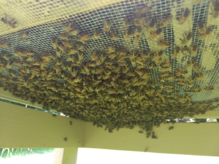 A swarm on too small of a branch